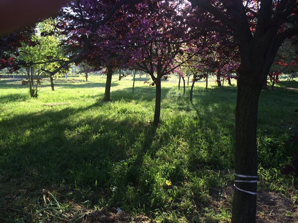 PRIMAVERA